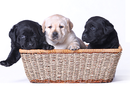 Comment accompagner la naissance de chiots au sein de votre foyer ?